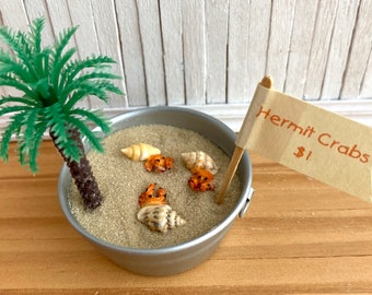 Miniature Hermit Crabs In Pail of Sand with Tropical Tree and Sign