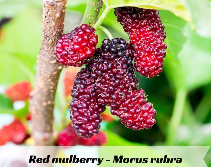 Red Mulberry Tree Seeds – Morus Rubra, Edible Berries, Fast Growing - Etsy