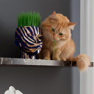 May include: A shelf features a blue and gold zebra-striped head-shaped planter with green grass. An orange cat with green eyes is eating the grass. A white sculpture and a white orchid in a vase are also on the shelf. The shelf is made of marble.