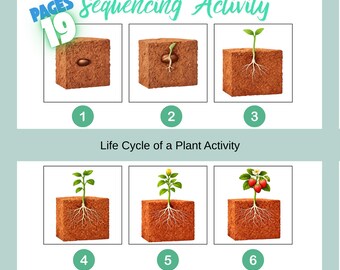 Life Cycle of a Plant Activity, 6 Step Story Printable