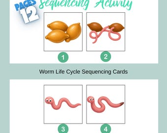 Spider Life Cycle Sequencing Activity for Kids, Printable Story Cards