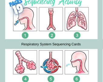 Respiratory System Sequencing Activity ,Human Breathing Printable Flashcards