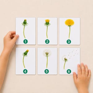 Könnte beinhalten: Sechs weiße, rechteckige Lernkarten in zwei Reihen, die jeweils eine botanische Illustration eines Löwenzahn-Lebenszyklus zeigen. Jede Karte hat unten in der Mitte einen grünen Kreis mit einer weißen Zahl von eins bis sechs.