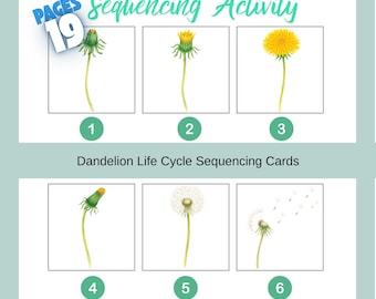 Life Cycle of a Dandelion Printable, Sequencing Activity for Preschool And Kindergarten