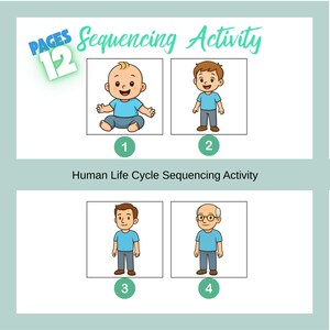 Può includere: Una pagina di attività di sequenziamento con il testo "Sequencing Activity" e "Human Life Cycle Sequencing Activity". La pagina mostra quattro illustrazioni di un bambino, un ragazzo, un uomo giovane e un uomo anziano, numerate da 1 a 4.