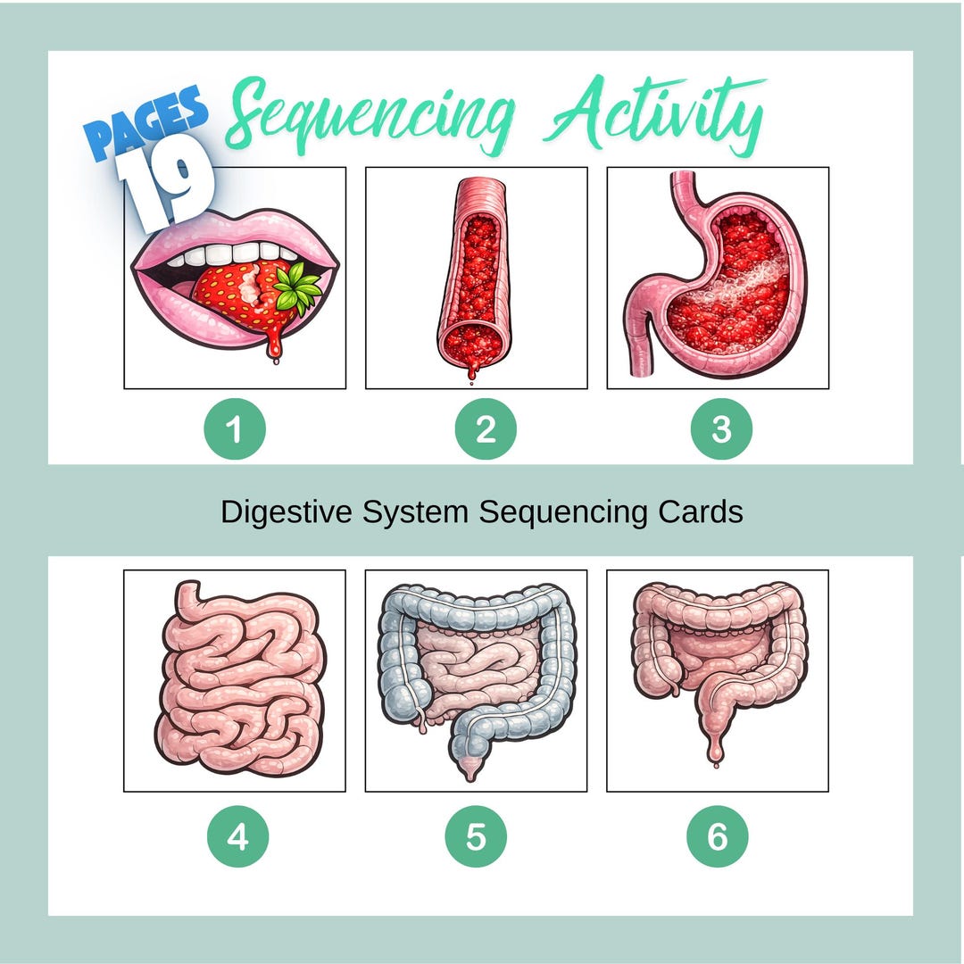 Digestive System Sequencing Activity , Human Digestion Printable Cards ...