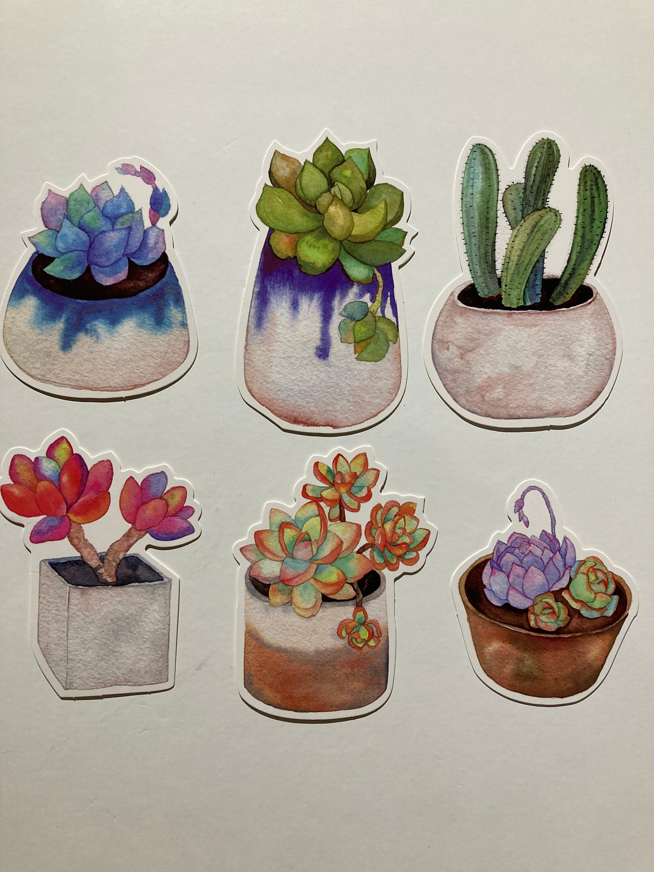 Succulent Postcard - Etsy