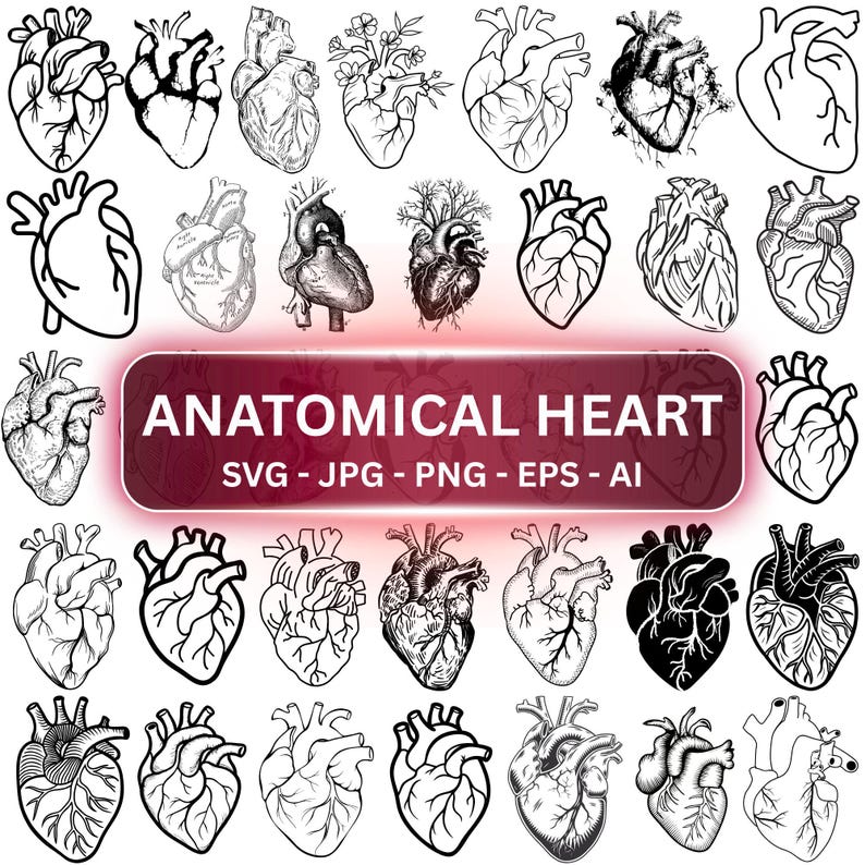 Clean Heart Vector Anatomical Heart SVG Bundle: Medical Anatomy Clipart (digital Download ...