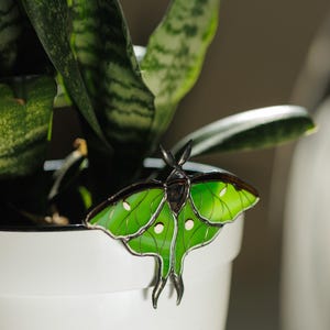 May include: A stained glass luna moth decoration in shades of green and black, perched on a white pot. The moth has detailed wing patterns and is set against a backdrop of a green plant.