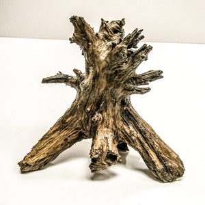 May include: A weathered, brown, wooden tree stump with a unique, gnarled shape. The stump has three main branches that extend out from the center, creating a tripod-like base.