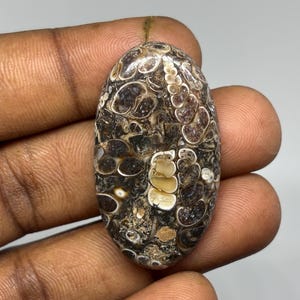 May include: An oval-shaped polished cabochon stone featuring a dark brown and black matrix filled with numerous fossilized shells. The surface displays intricate, swirling patterns of cream, tan, and dark brown organic fossil structures throughout.
