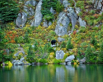 Bear Across Lake Eunice Photograph 8x10