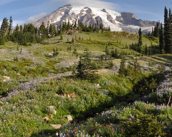 Mt Rainier Wild Flowers Photograph 8x10