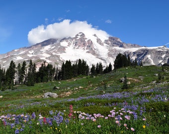 Wild Flowers of Mt Rainier Photograph 8x10