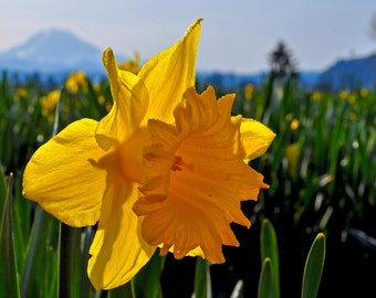 Blooming Flowers With Mt. Rainier in the background Photograph 8x10