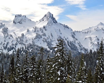 Paradise, Mt. Rainier Photograph 8x10