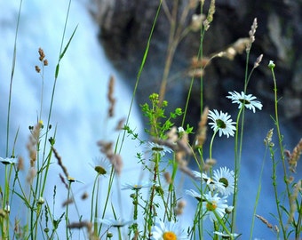 Snoqualmie Falls Flowers Photograph 8x10