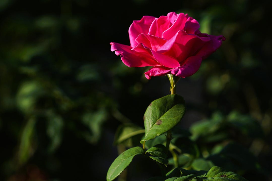 Blooming Pink Rose Art Print, Elegant Floral Photography - Etsy