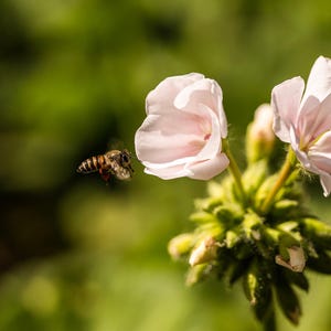 Könnte beinhalten: Eine Biene im Flug nähert sich zwei hellrosa Blüten mit grünen Knospen. Der Hintergrund ist ein weiches, verschwommenes Grün, das auf eine Gartenumgebung hindeutet. Die Flügel der Biene sind sichtbar, und die Blüten sind scharf.