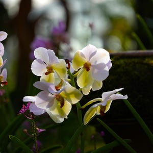 White Vanda Orchid  Soft Light Bokeh