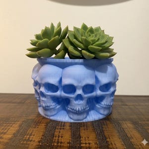 May include: A light blue skull-shaped planter with a succulent plant. The planter features multiple skull designs around its exterior. The succulent has green leaves. The planter is sitting on a wooden surface.