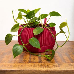 where can i buy a jade plant Buy Jade Succulent / Crassula ovata main image 0