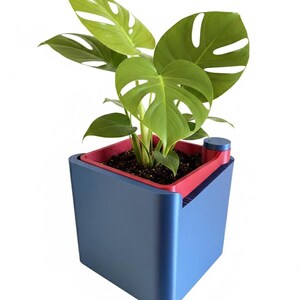 May include: A potted Monstera plant with large, green, perforated leaves. The plant sits in a blue and red square planter. The planter has a modern design with a built-in water reservoir and a small, blue cap.