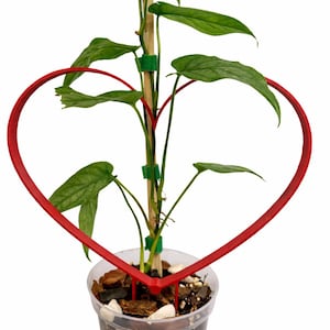 May include: A potted plant with green leaves and red stems, supported by a wooden stake and a red heart-shaped trellis. The plant is in a clear plastic pot filled with soil and decorative stones.