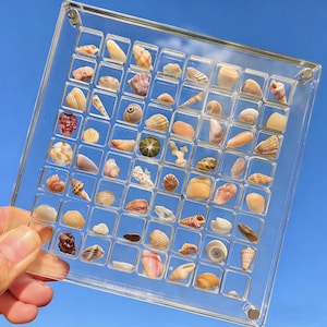Natural Shell Specimen with Customizable Acrylic Box – Laser Engraving Available，Valentine's Day Gift