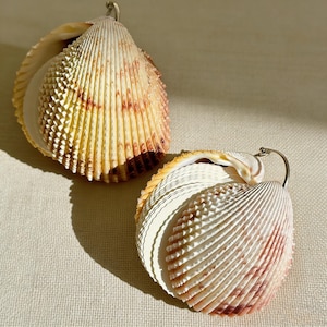 May include: Two large, natural seashell earrings with a silver-colored metal loop. The shells are cream, yellow, and brown with a ridged texture. The earrings are displayed on a neutral-colored surface, with shadows.