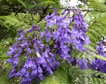 Set of 4 Jacaranda Pods - Natural Dried Seed Pods for Crafts, Rustic Decor & Botanical Display