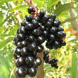 May include: Clusters of shiny, dark purple berries hang from a tree branch. The berries are round and plump, with a smooth, reflective surface. Green leaves and a brown branch provide a natural backdrop. The image captures the freshness of the fruit.