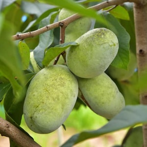 May include: Close-up of a cluster of green pawpaw fruits hanging from a tree branch. The fruits have an oblong shape and a slightly bumpy texture. The leaves are a vibrant green, and the background is blurred.