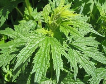 Motherwort Herb Live Plant - 4 Seedlings - 2-4" Tall - Leonurus cardiaca - Live Medicinal Herb Plants for Garden