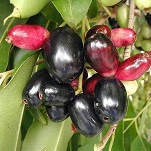 May include: A cluster of oval-shaped jamun fruits hanging from a branch with green leaves. The fruits transition in color from light green to deep reddish-pink and finally to a glossy, dark purple-black hue, showing various stages of ripeness.