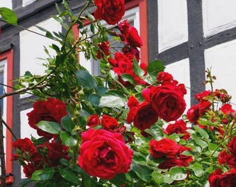 Don Juan Climbing Rose Cutting - 8-12" Tall - Fragrant Red Vine for Trellis, Pergola & Garden Decor
