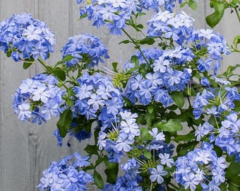 Set 5 Blue Plumbago Cuttings - 6-8" Tall - Plumbago auriculata - Sky Blue Flowering Plant for Pots & Garden - Rooting Ready