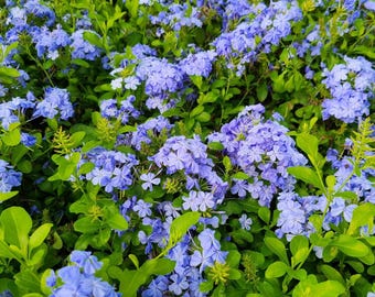 Set of 10 Blue Plumbago Cuttings - 6-8" Tall - Plumbago auriculata - Sky Blue Flowering Plant for Pots & Garden - Rooting Ready