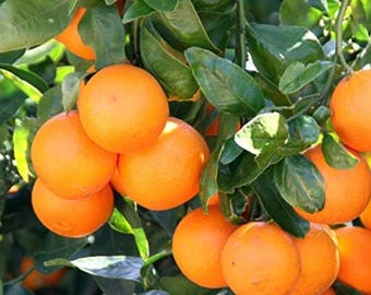 Honey Tangerine Live Citrus Seedling - 2-4" Tall - Sweet Tangy Fruit Tree Starter - Easy to Grow - Ready to Plant
