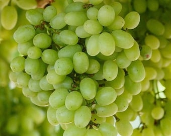 Thompson Seedless Grape Live Plant - 8-14" Tall - Vitis vinifera - Vine Grown from Cutting - Live Fruit Plant for Home Garden