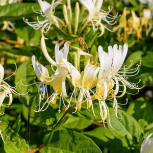 Set 5 Red Geranium Cuttings - 8-10" Tall - Rooting Ready - Pelargonium spp. - Bright Flowering Plant for Pots & Garden