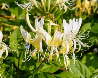 Set 5 Red Geranium Cuttings - 8-10" Tall - Rooting Ready - Pelargonium spp. - Bright Flowering Plant for Pots & Garden