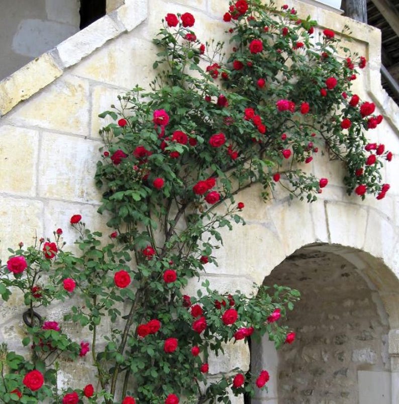 Set of 6 Don Juan Climbing Rose Cutting - 8-12