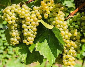 Cotton Candy Grape Live Plant - 8-14" Tall - Vitis vinifera - Vine Grown from Cutting - Sweet Candy Flavor Grapes for Backyard Vineyard