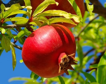 Set of 6 Wonderful Pomegranate Cuttings - 8-10" Tall - Punica granatum- Sweet Edible Fruit Tree for Garden & Containers
