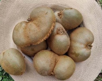 Kiwi Seeds - 50pcs Unique Shape - Easy Grow - Actinidia deliciosa - Exotic Fruit Vine for Garden & Pots