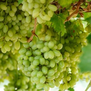 May include: Close-up of a cluster of green grapes hanging from a vine. The grapes are a pale green color and appear ripe. The image is well-lit, showing the texture of the grapes and the surrounding leaves and branches.