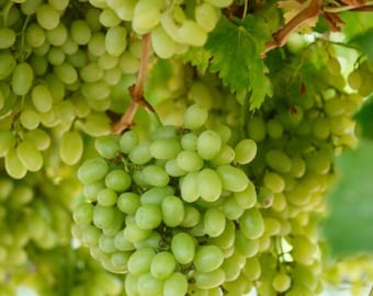 Set of 6 Thompson Seedless Grape Cuttings - 8-10" Long - Vitis vinifera - Sweet Edible Grape for Propagation