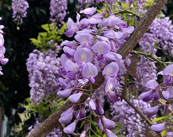Set 20 Wisteria Purple/Lavender Seeds - Pot/Garden - Wisteria sinensis - Fragrant Ornamental Climber