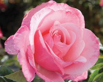 Set of 6 First Prize Rose Cuttings - 8-10" Long - Rosa spp. - Award-Winning Fragrant Rose for Propagation